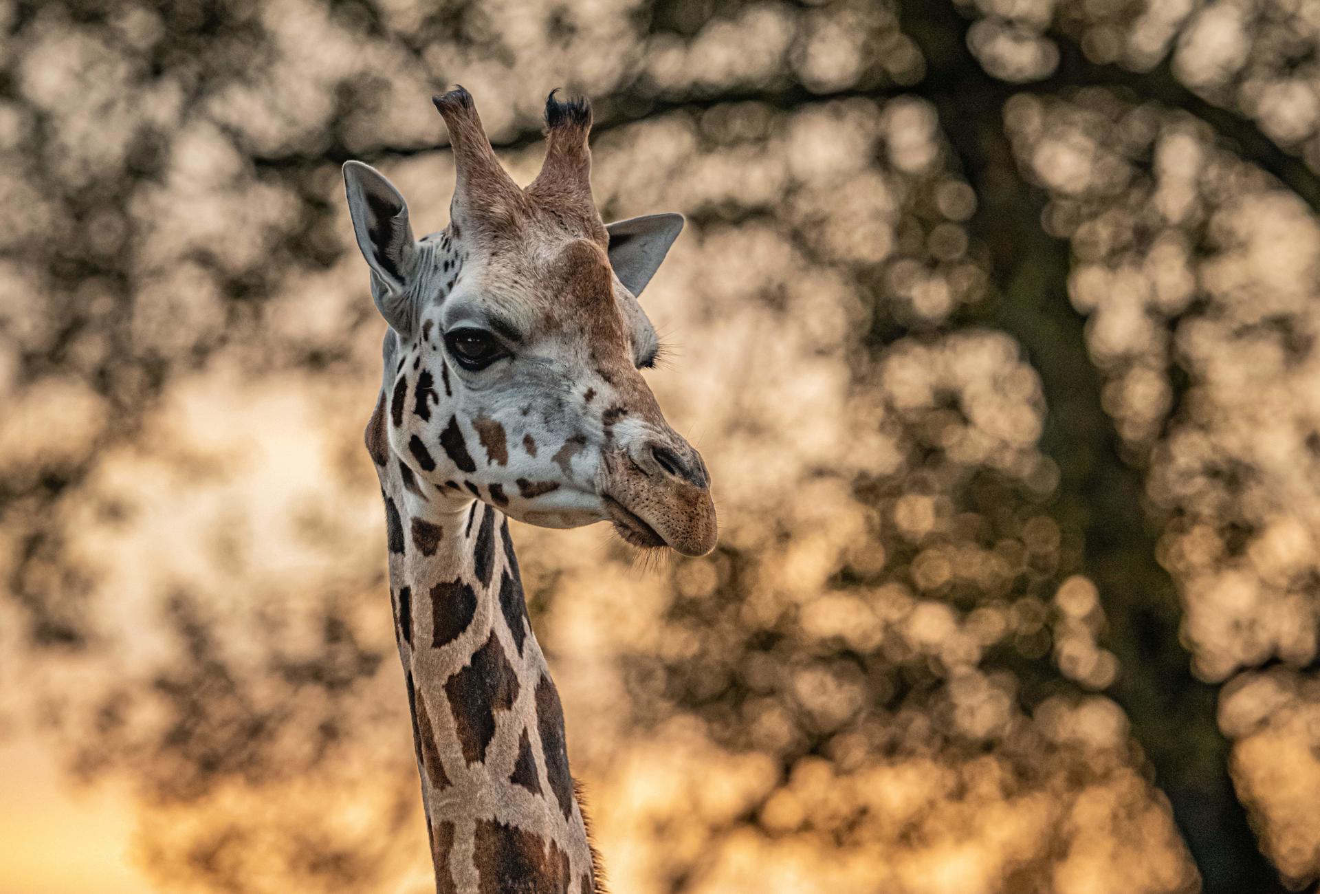 Giraffe 5 Min