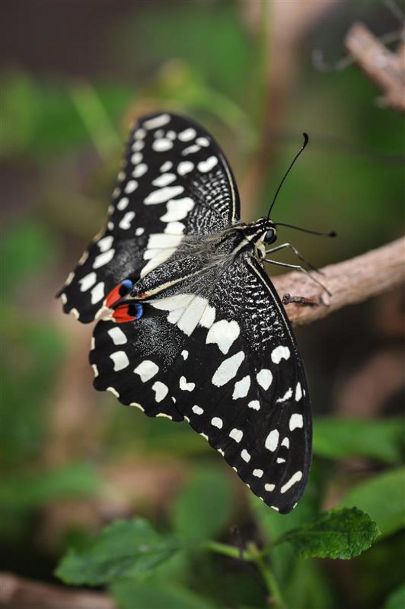 Lime Swallowtail