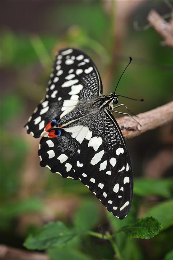 Lime Swallowtail