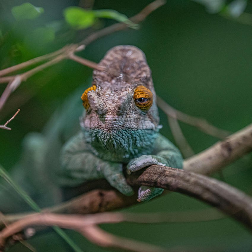 Close Up Chameleon