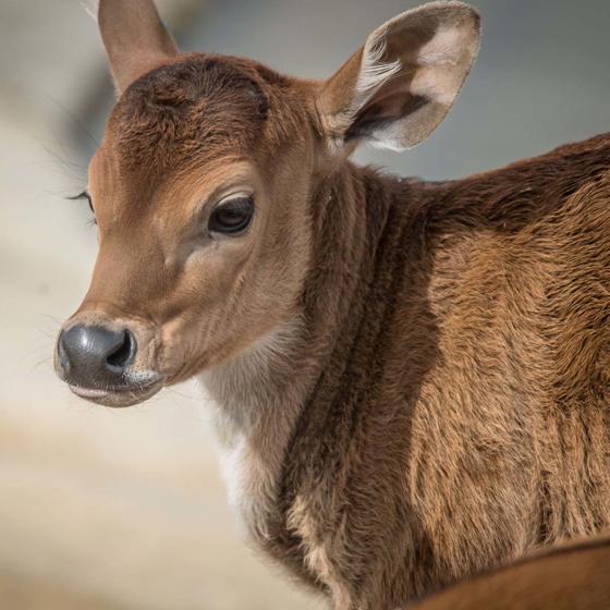 Banteng 6