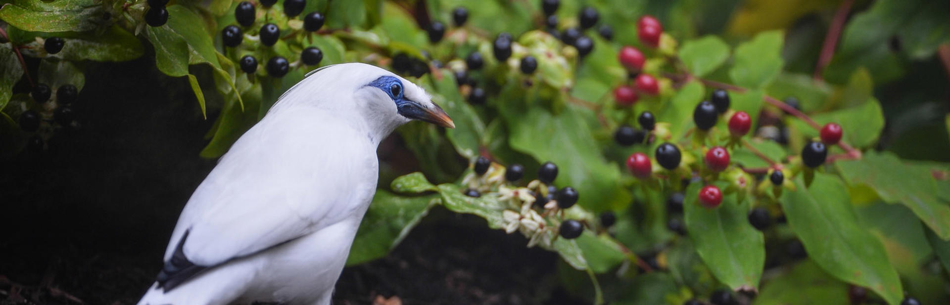 Bali Starling2