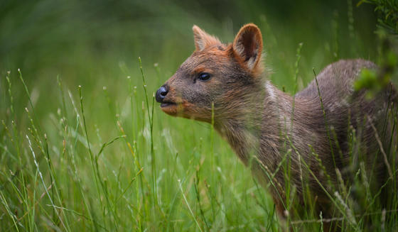 Pudu 1