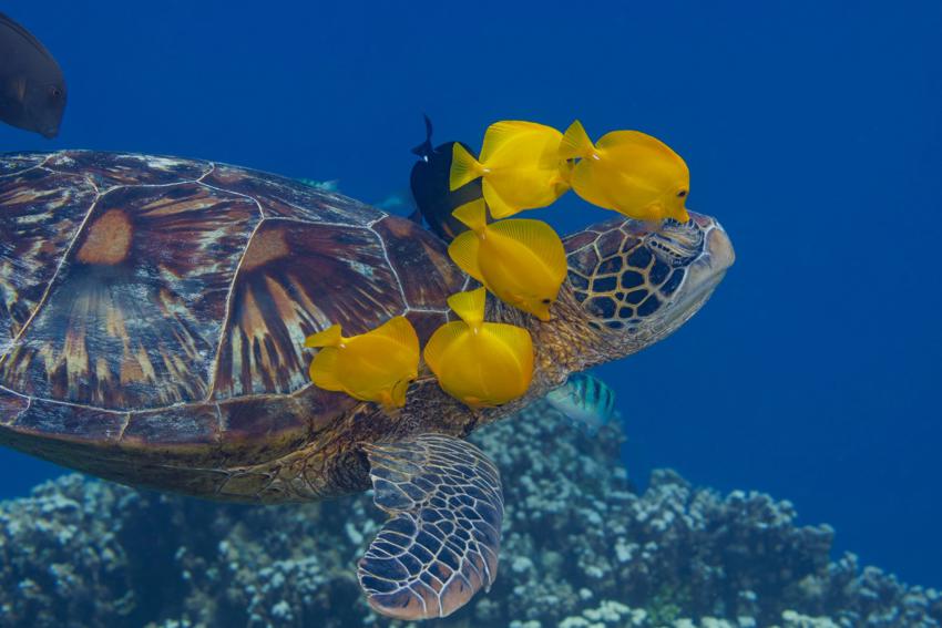 David Fleetham TURTLE 113798