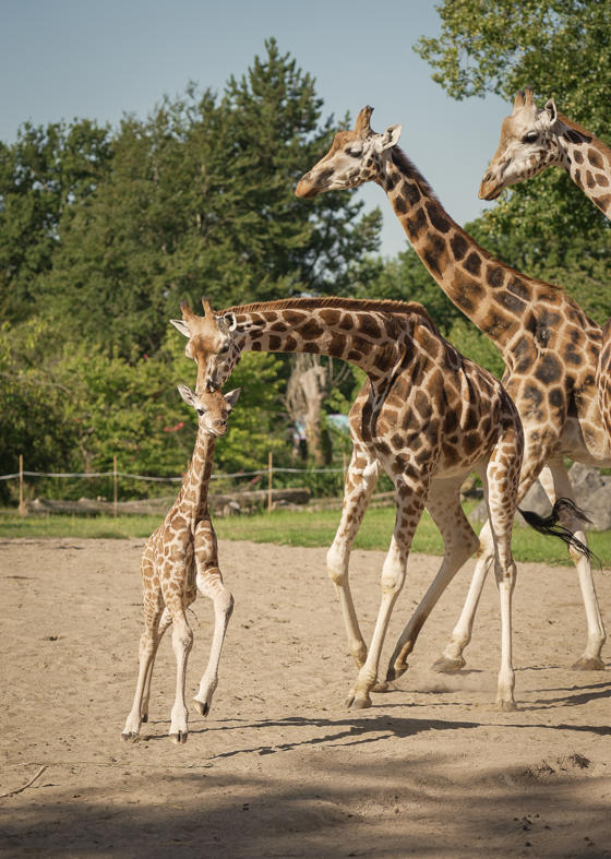 Newborn Rothschild S Giraffe Calf, Stanley, Stretches His Legs In First Outdoor Adventure! (2) (1)