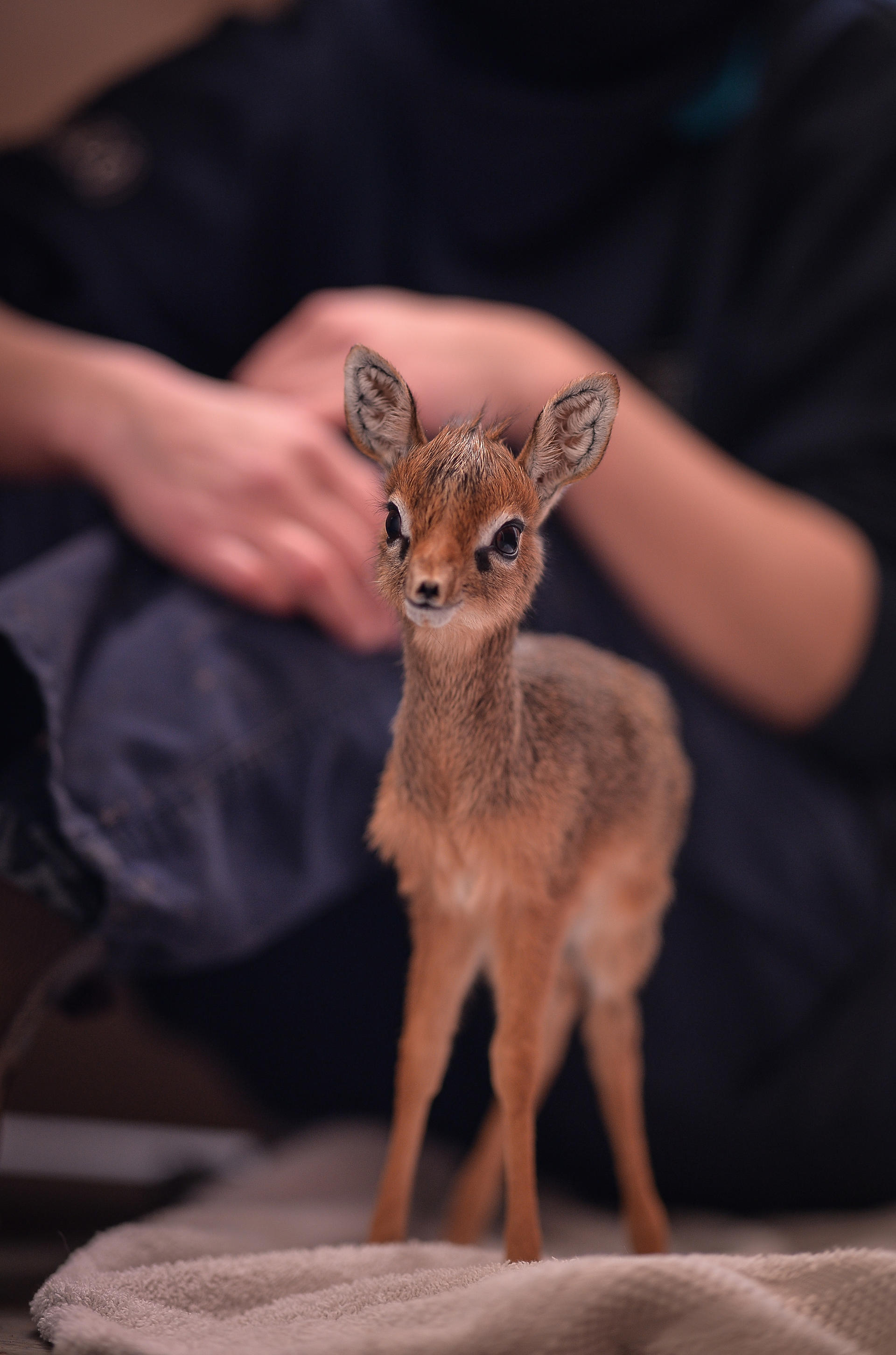 Kirk's Dik Dik 4