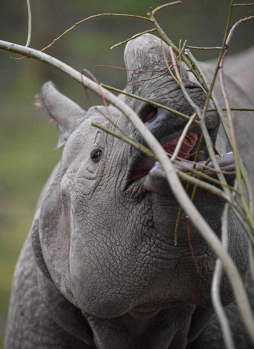 Greater One Horned Rhino Beni (5)