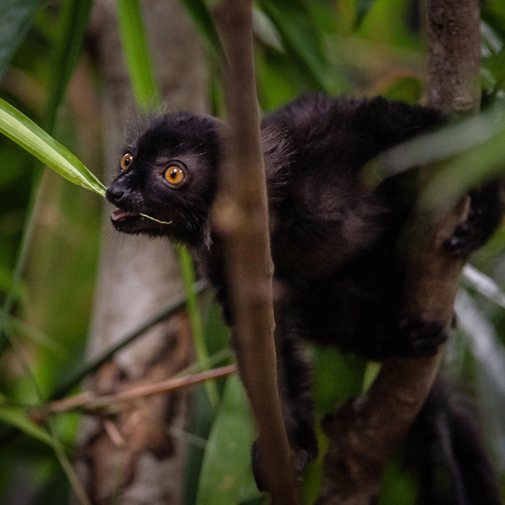 Black lemur at Chester Zoo
