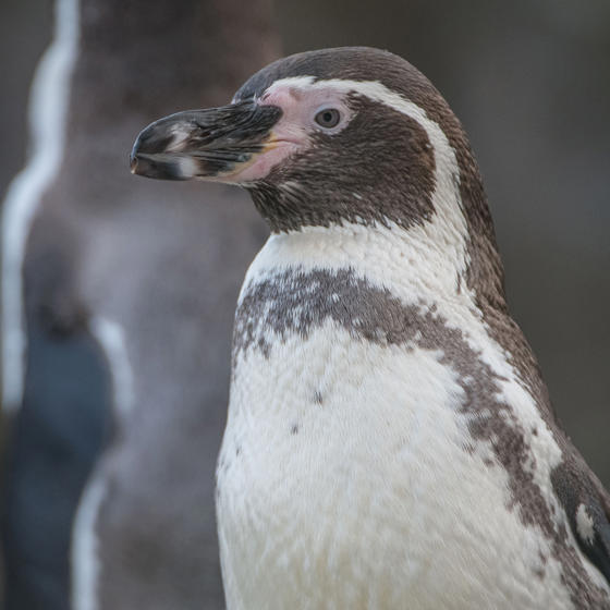 Humboldt Penguin 2