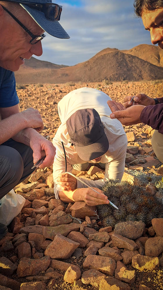 Chester Zoo Conservationists Joined Bid To Save Seeds From Critically Endangered Cacti Cactus Conservationists In The Atacama Desert6