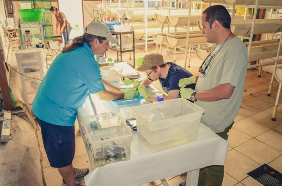 Mexican Government Fisheries Centre. Chester Zoo Conservationists Carry Out Biometric Checks On A Critically Endangered Lake Patzcuaro Salamander