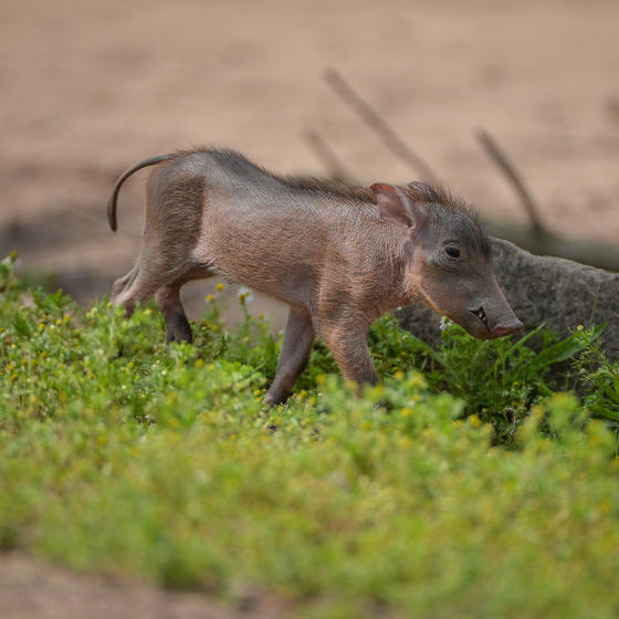 Warthog Piglet In The Zoo 2016 Square