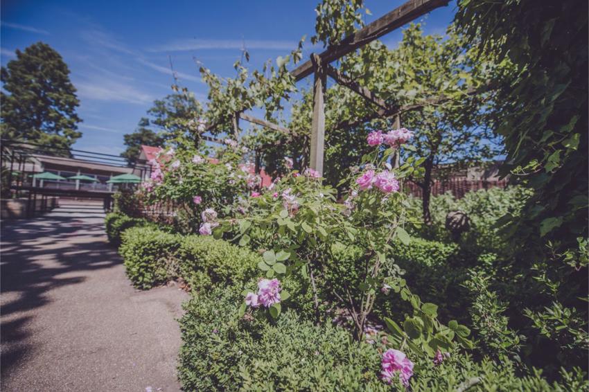 Flowers In The Zoo