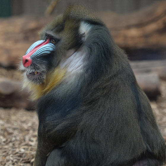 Mandrill 7