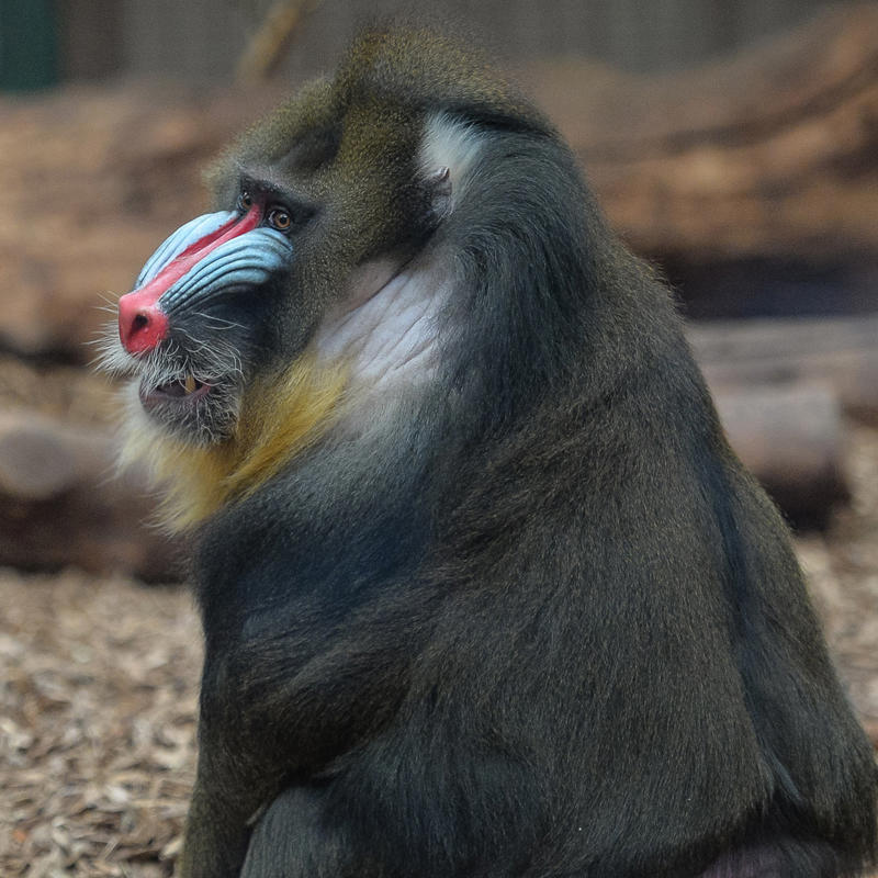 Mandrill at Chester Zoo