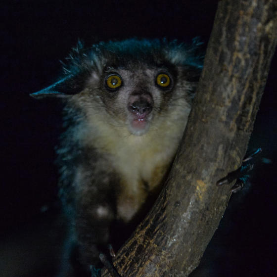 Aye Aye 1