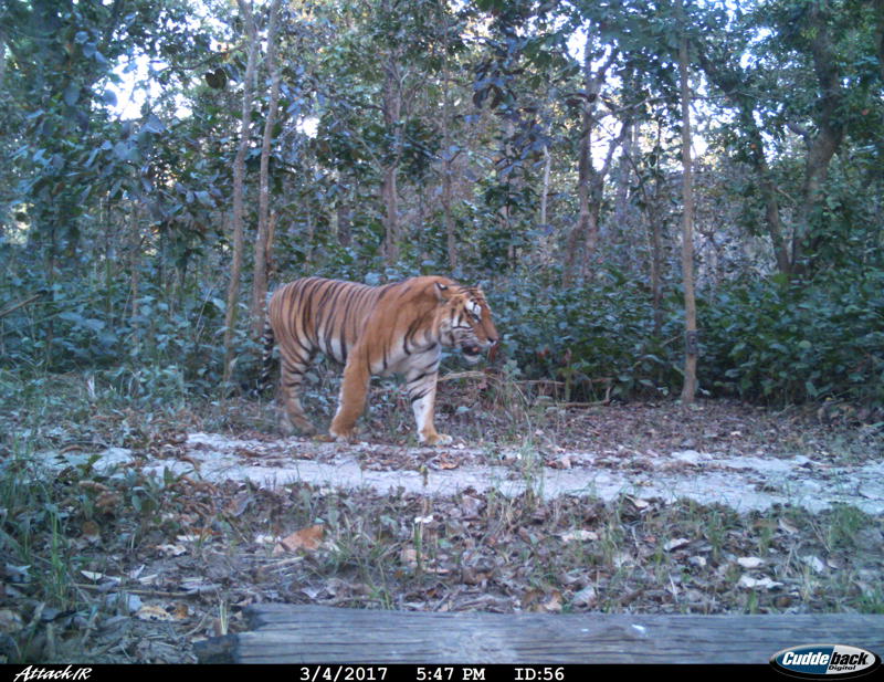 Camera Trap Tiger (29) Bardia National Park 2017 (C) Amy Fitzmaurice, CZ Living With Tigers