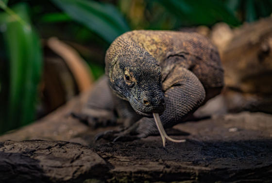 Komodo Dragon (3)