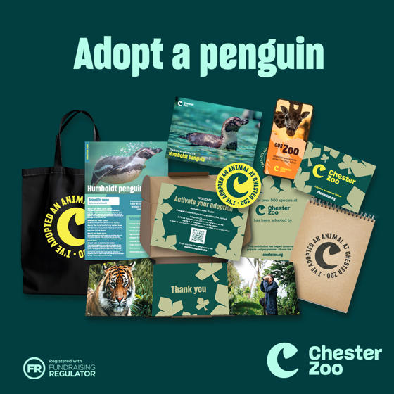 Asset Set 18 Packshot Penguin 1 1
