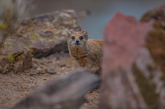 Hoa MONGOOSE 11