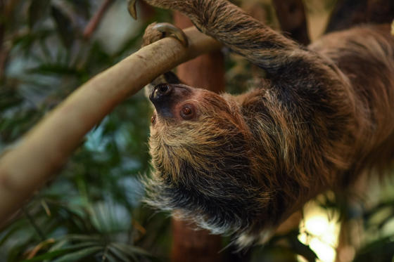 Sloth Tina 9 Scaled