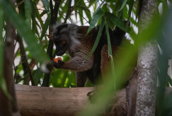 Black Lemur 7