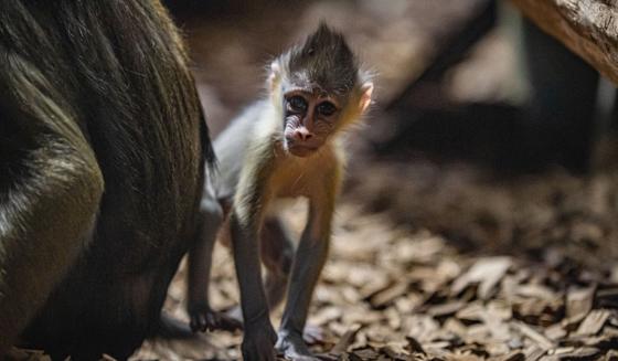 Mandrill 6
