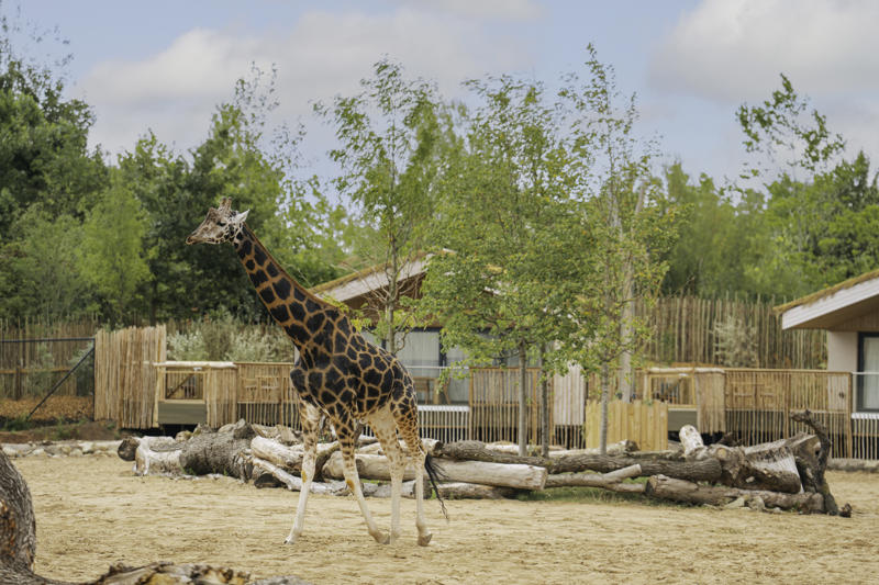 The Reserve Web 039