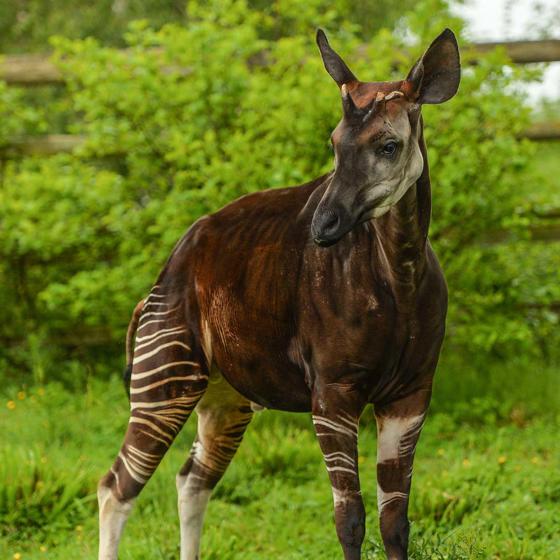 Okapi In The Zoo 8 Square