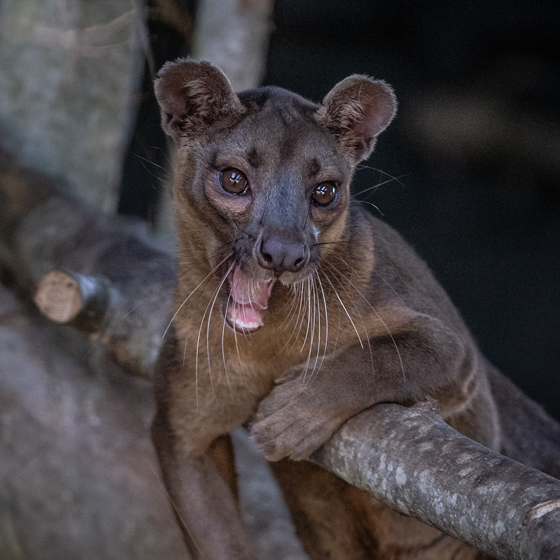 Fossa 2