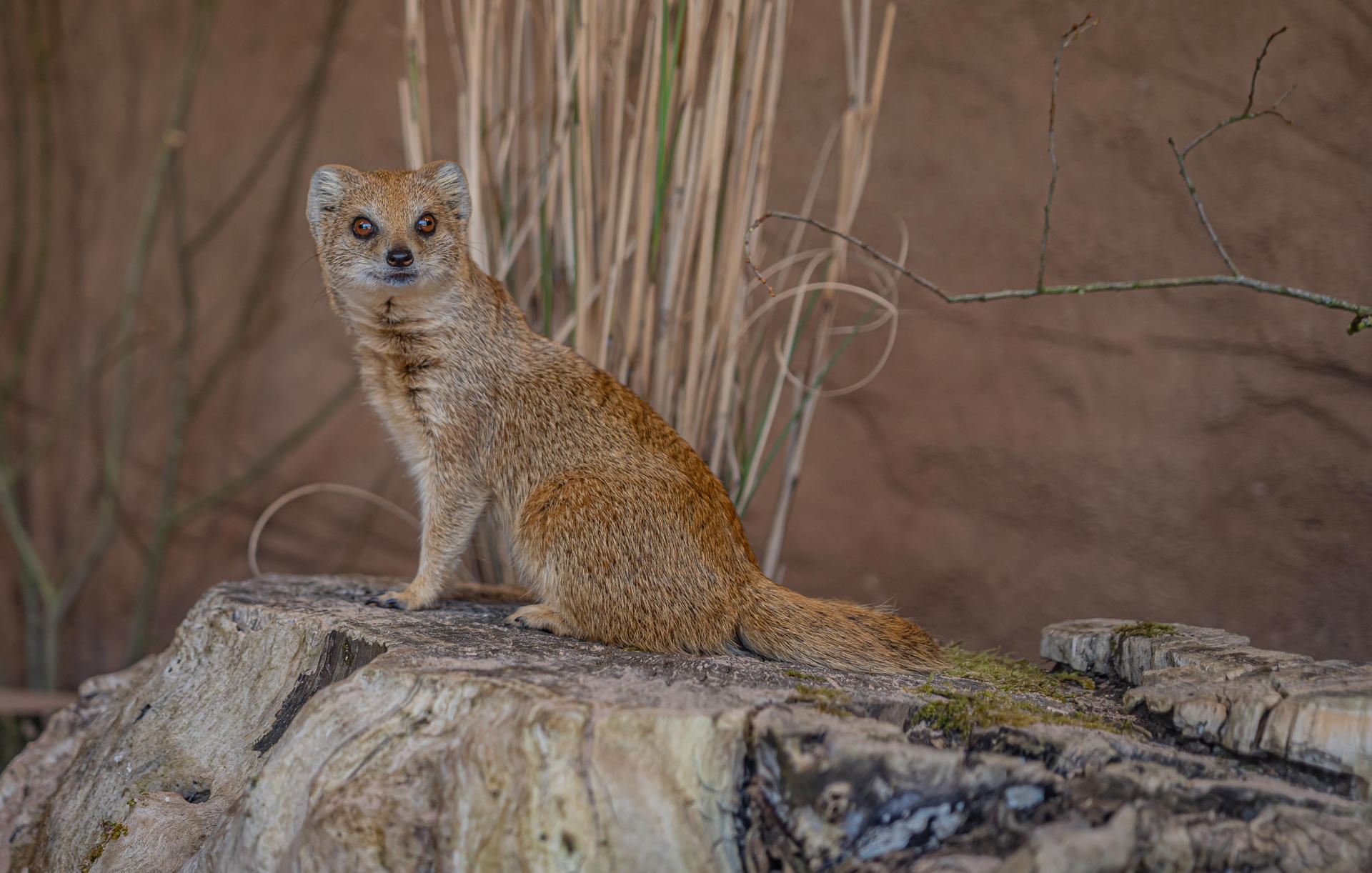 Hoa MONGOOSE 6