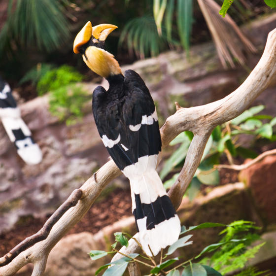 Great Hornbill 3