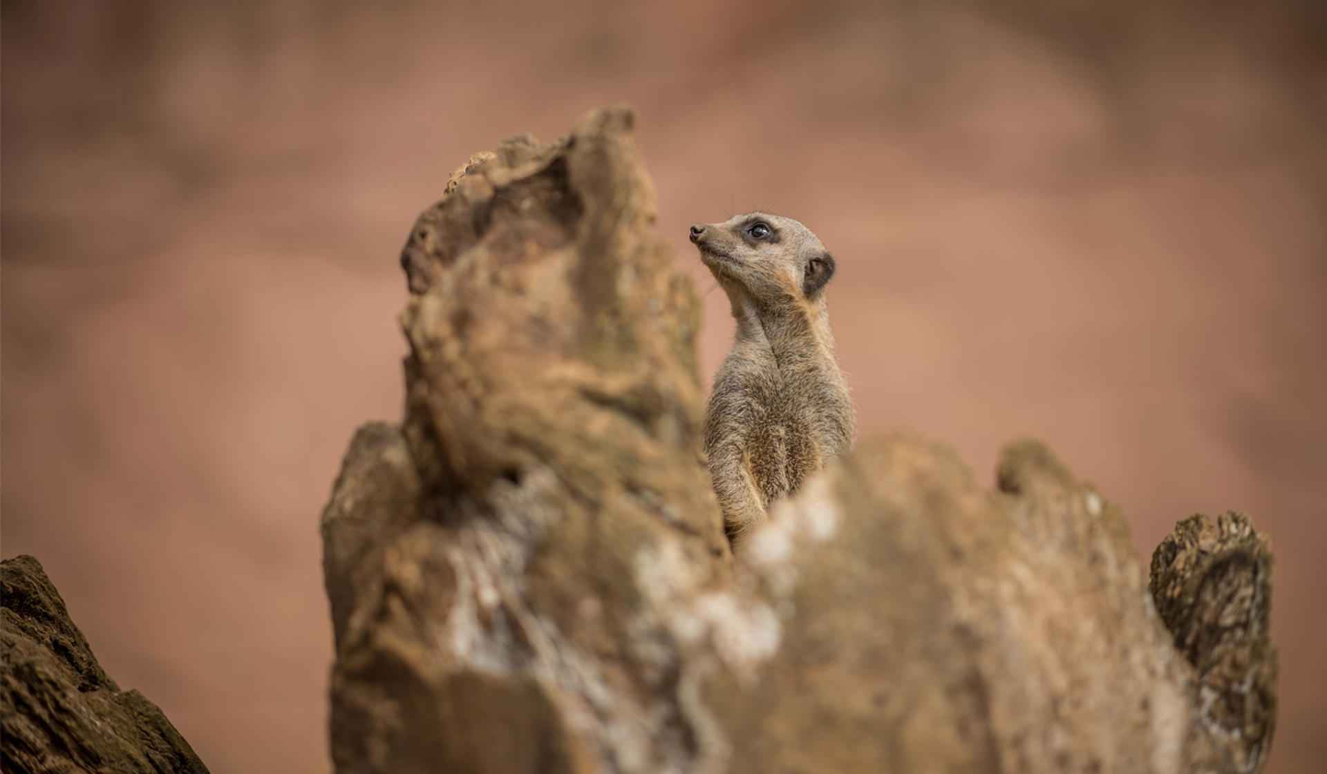 Meerkat on log at Chester Zoo