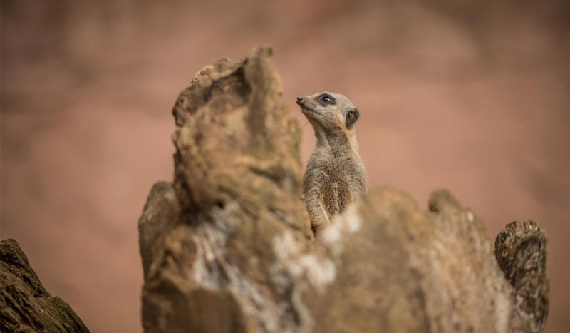 Meerkat on log at Chester Zoo