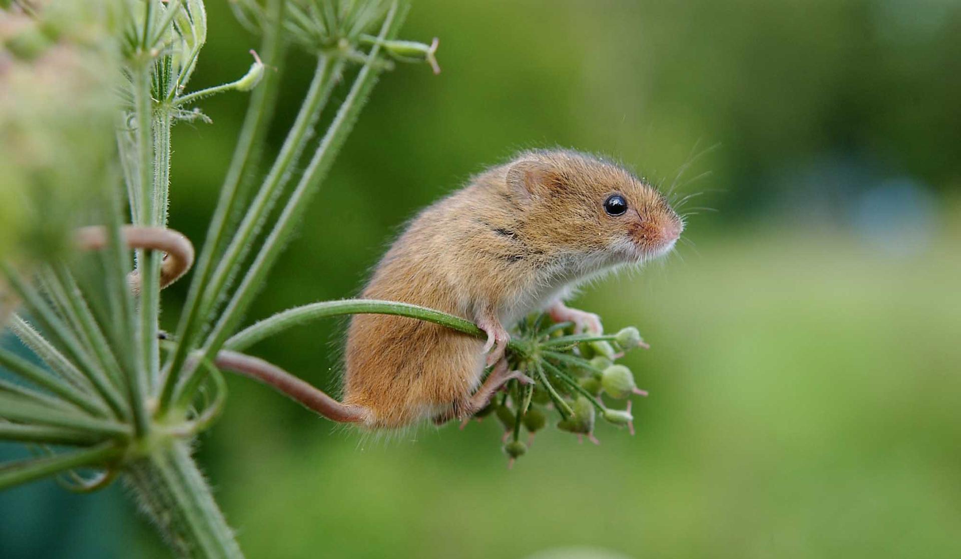 Harvest Mice