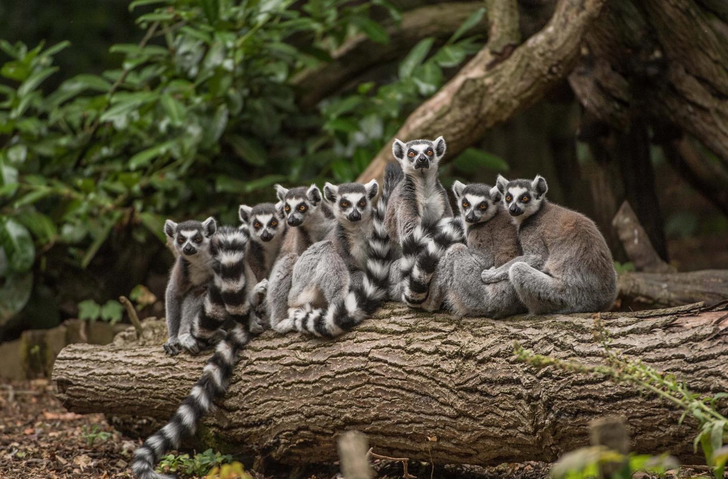 Ring Tailed Lemurs At Madagascar Habitat