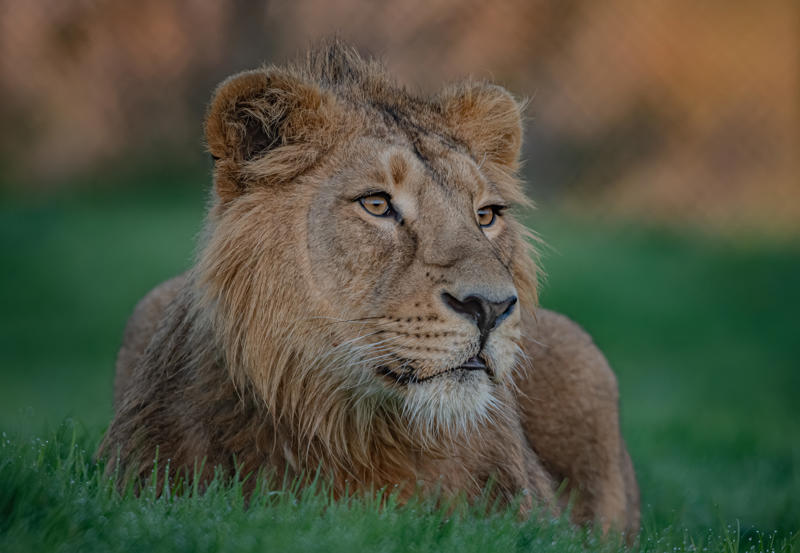 Asiatic Lion, Nilay