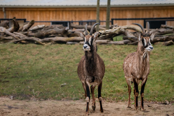 Roan Antelope 006