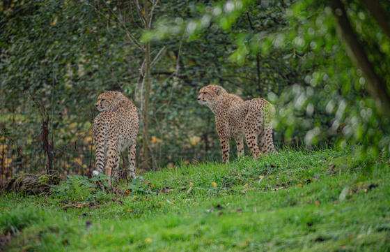 Cheetah Brothers Arrive At Chester Zoo To Help Save Their Species From Extinction 7 2