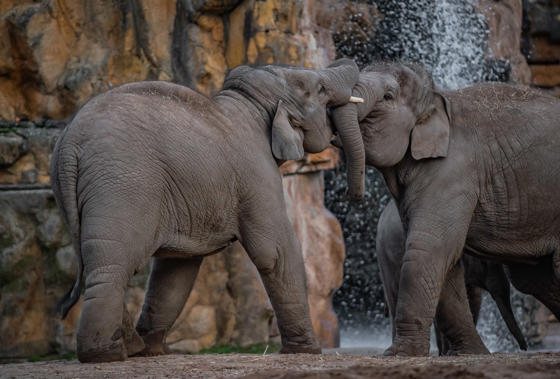 Female Calf, Indali, Was One Of The First Elephants To Recieve The Vaccine At Chester Zoo After Surviving The Disease In 2019 (2)