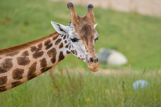 Meet Kris The Rare Giraffe On A Very Important Date10