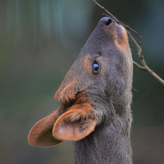 Pudu 2
