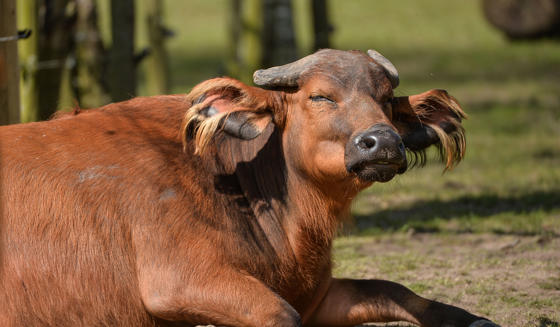 Congo Buffalo 1