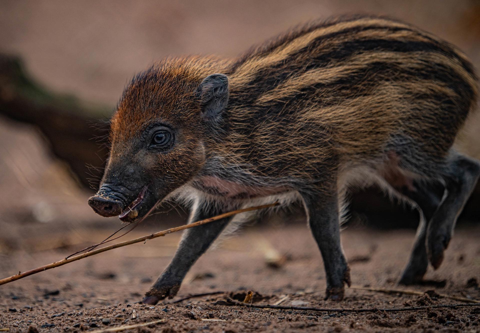 Critically Endangered Visayan Warty Pig At Chester Zoo (1)