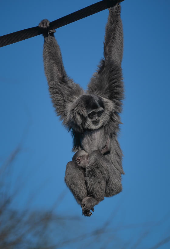 Silvery Gibbon 6