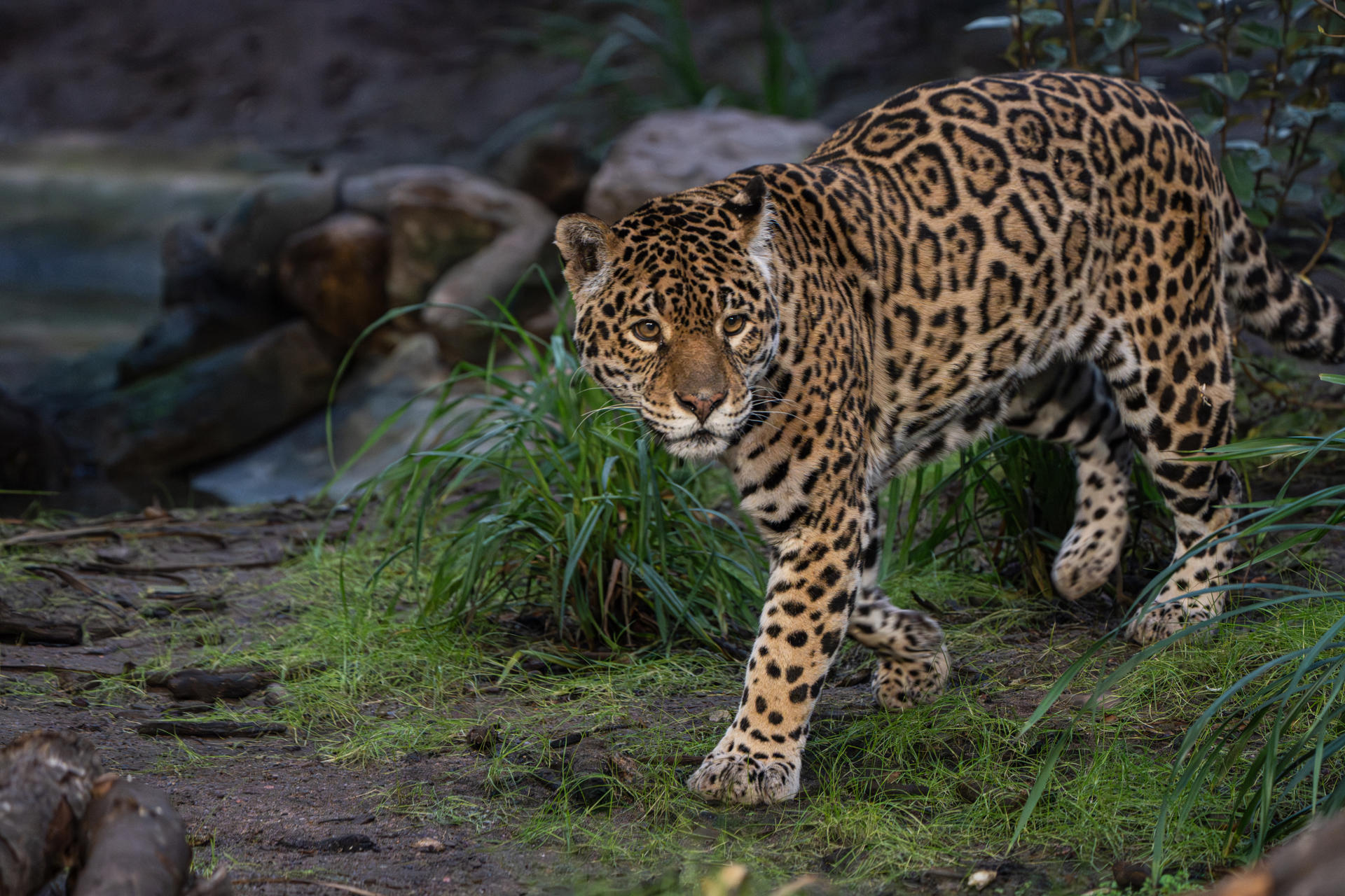 Mother And Son Jaguar Duo Bonita And Remi Explore Their New Retirement Home At Chester Zoo. Pictured Bonita5