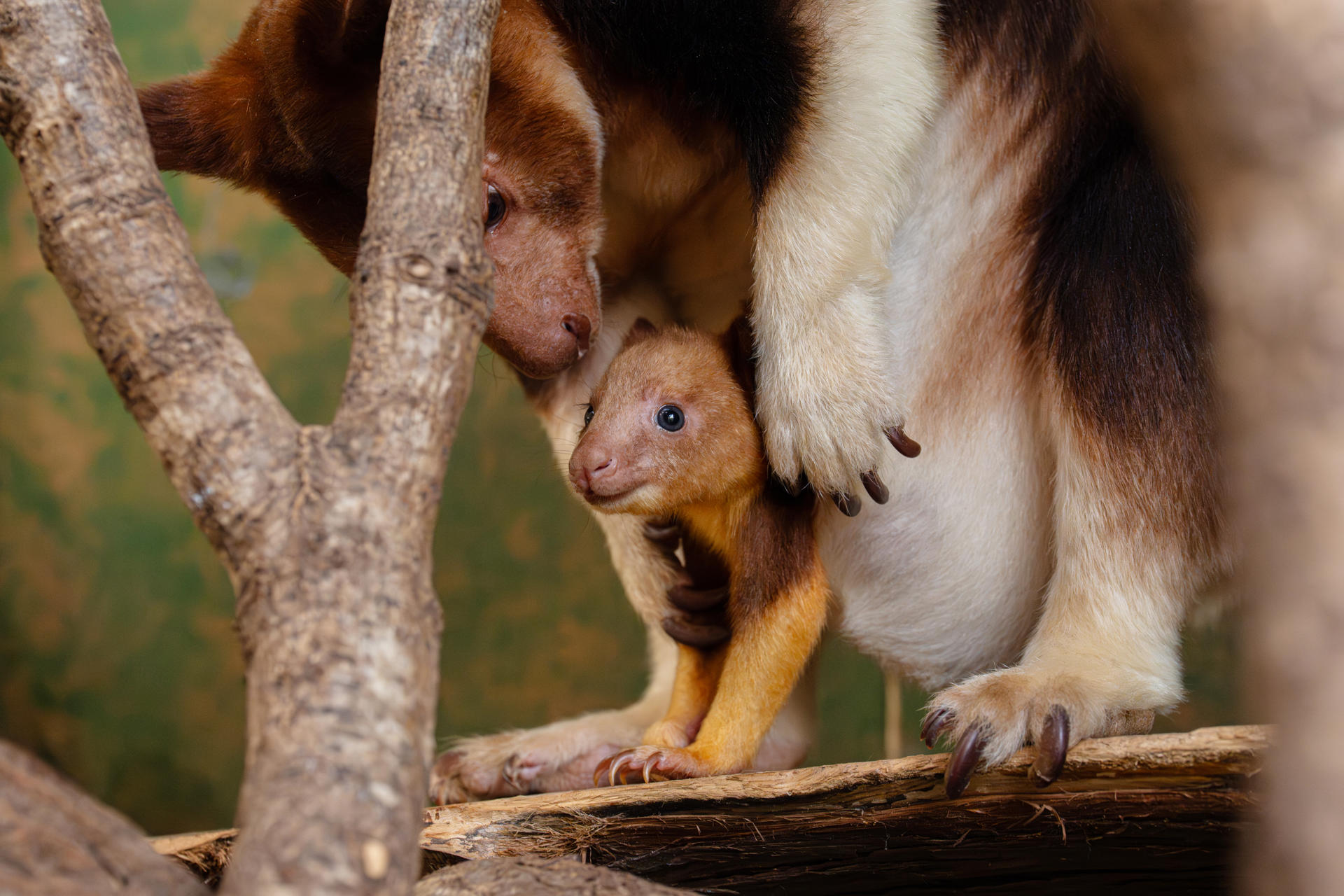 Treekangaroo Joey 2026 22
