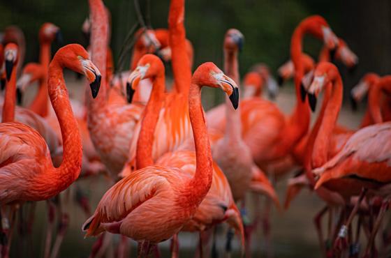 Flamingos