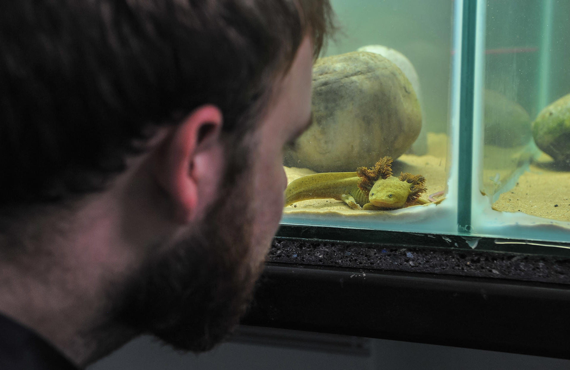A photograph of a man looking at a salamander through the glass front of a tank