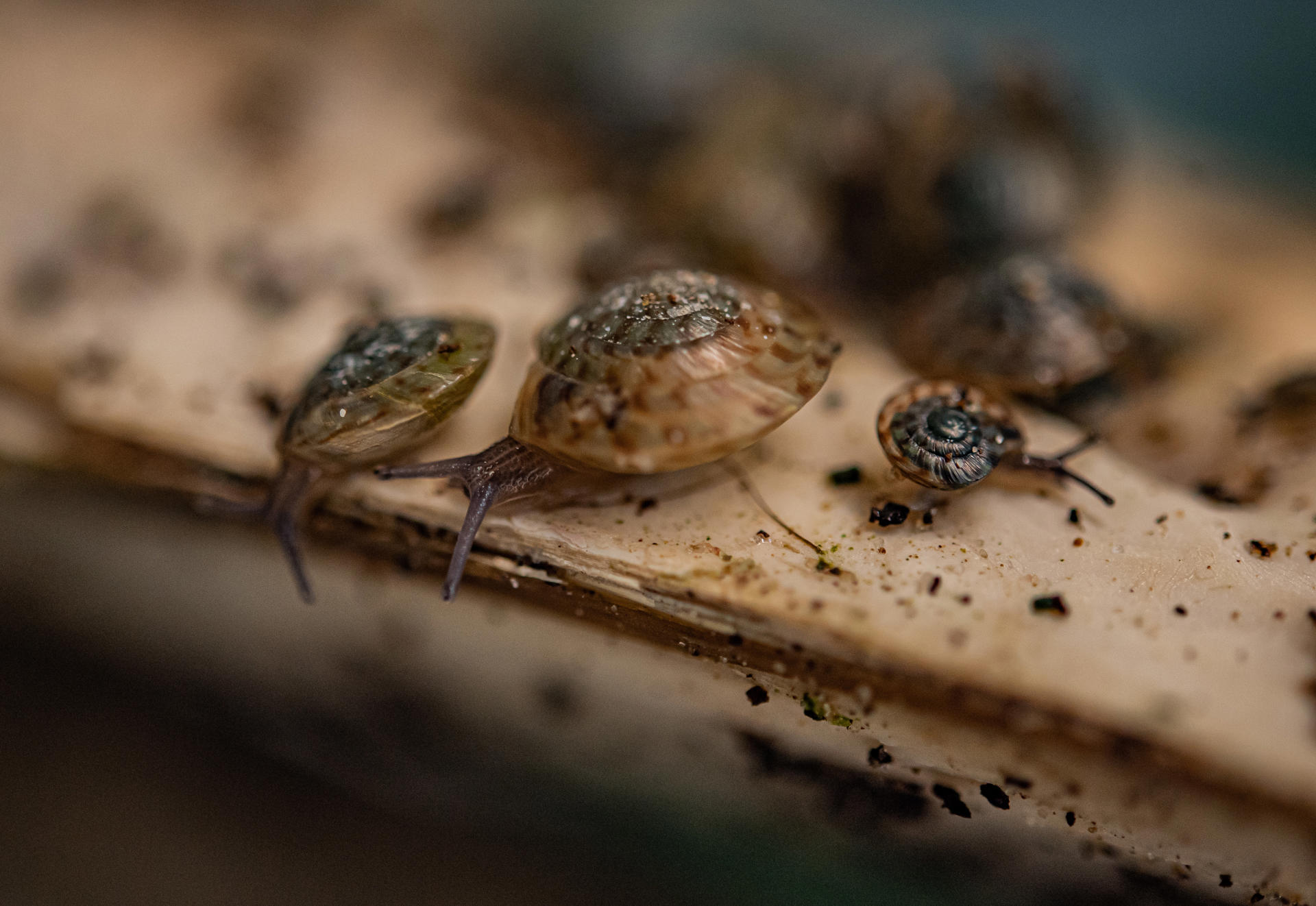 A close-up shot of Greater Bermuda Snails - small snails with dark brown skin, long antenna and light brown shells